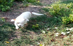 Mixed Breed dogs for adoption: RONNA - a beautiful tiny girl, for a Loving Home - Image 5