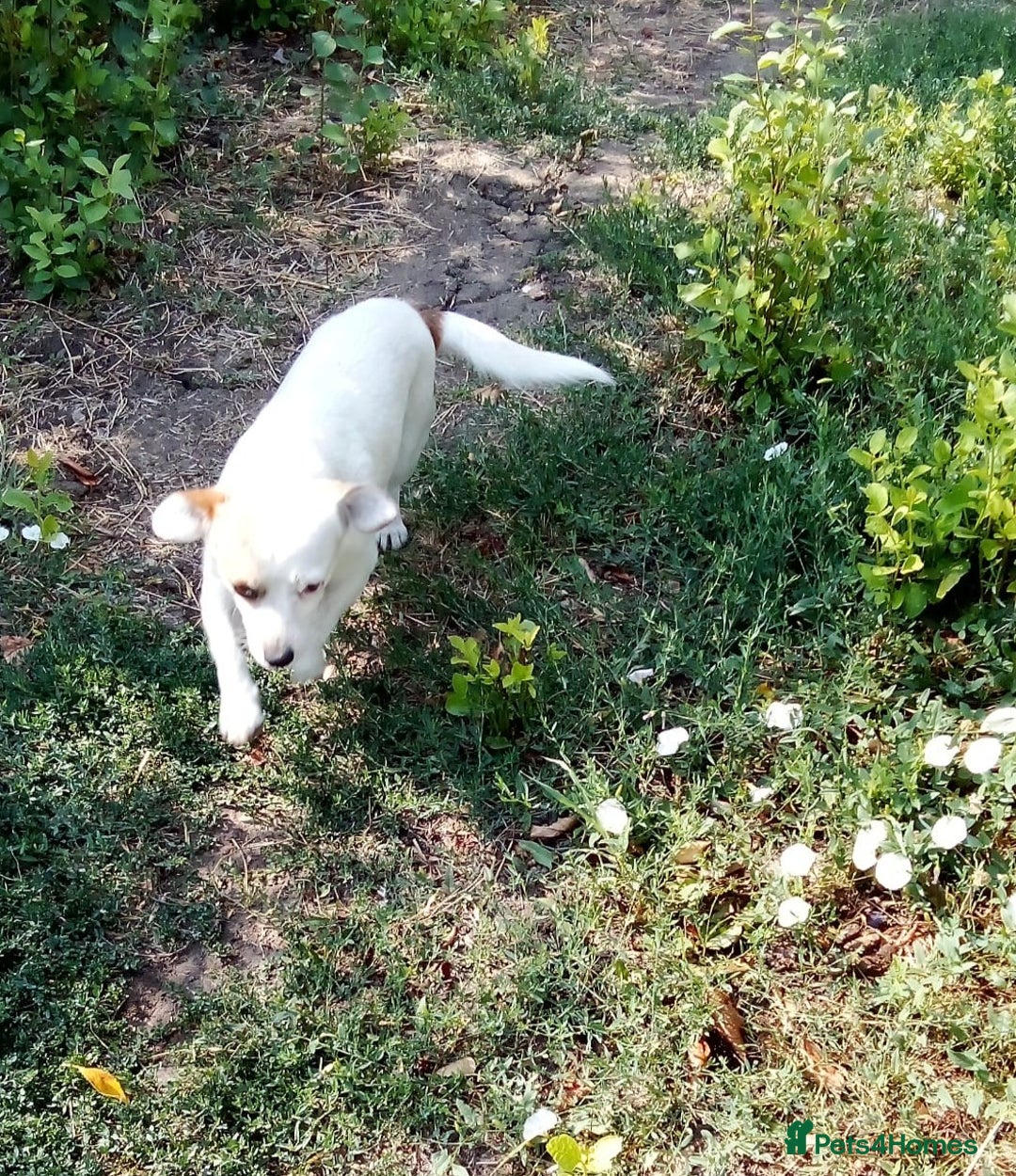 Mixed Breed dogs for adoption: RONNA - a beautiful tiny girl, for a Loving Home - Image 5