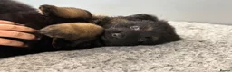 German Shepherd dogs for sale: Huge top quality 4th generation KC puppies - Advert 13