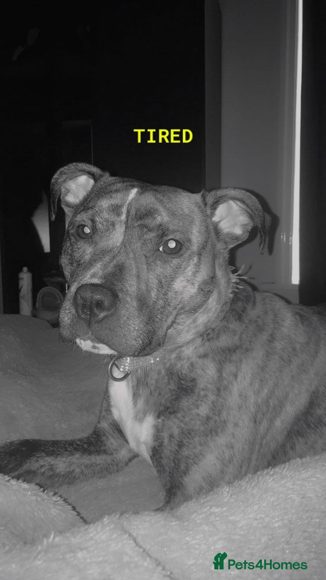 Mixed Breed dogs for sale: Crossbreed Staffordshire BullTerrior - Advert 1