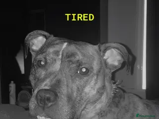 Mixed Breed dogs Crossbreed Staffordshire BullTerrior - Advert 9