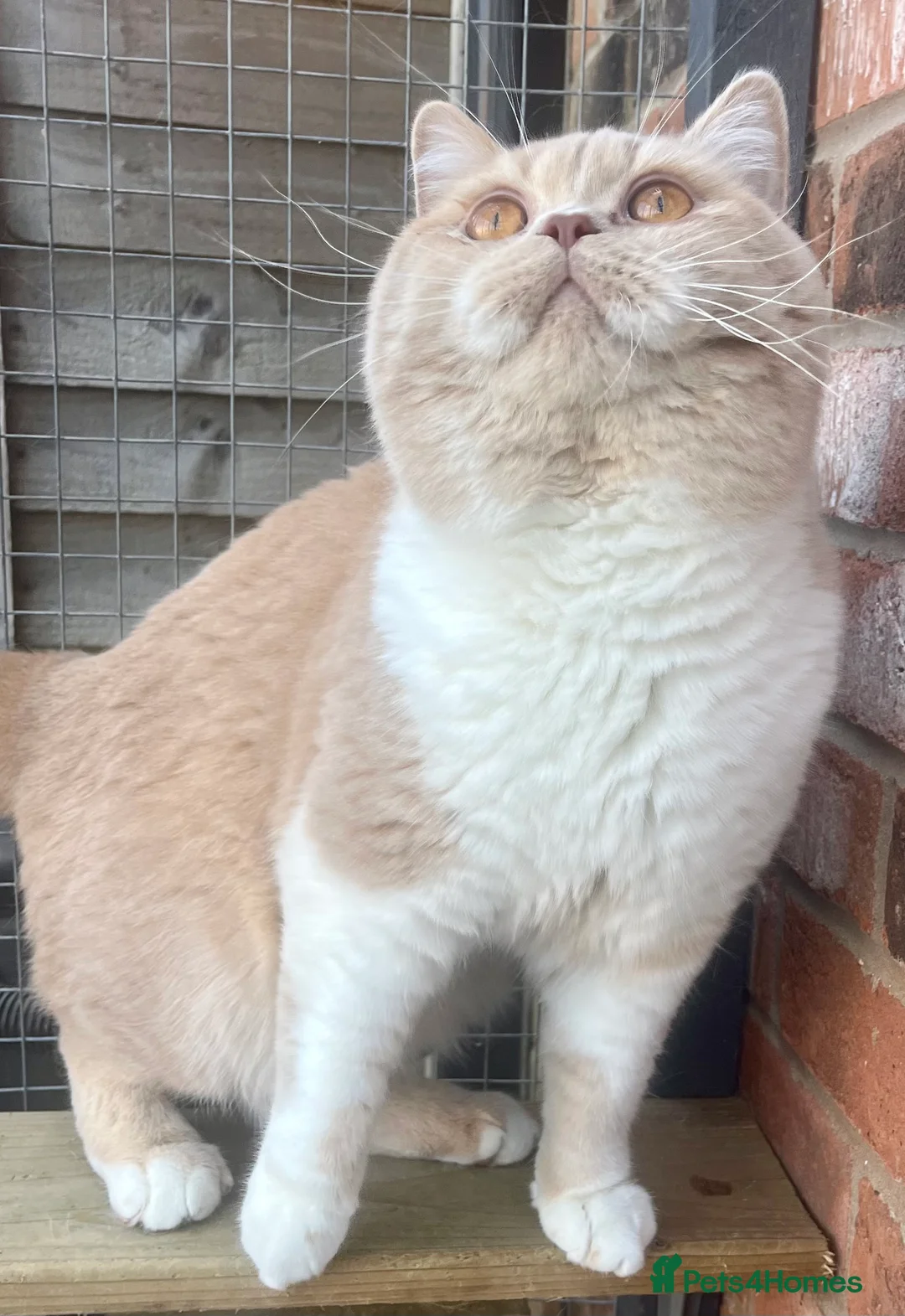 British Shorthair cats for stud: GCCF Champion Cream bicolour BSH Blood Group B  in Malvern - Advert 5