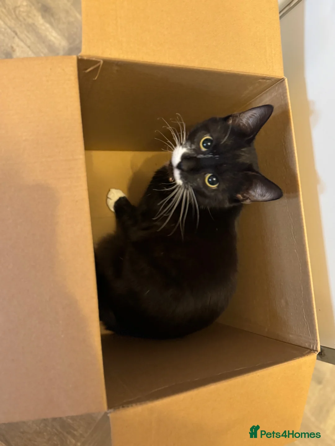 Mixed Breed cats for sale: Male Cat  in Ellesmere Port - Advert 1