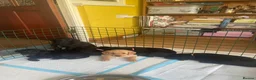 Labradoodle dogs for sale: Labrador x poodle Puppy looking for home!  - Advert 12