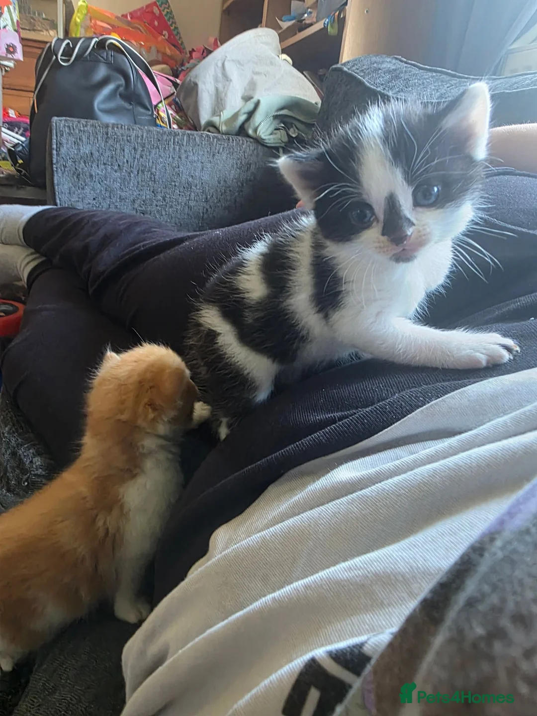 Mixed Breed cats for sale: Available now! Last boy left  - Advert 2