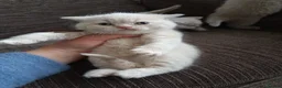 British Shorthair cats for sale: GCCF registered cream and lilac BSH - Advert 11