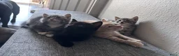 Mixed Breed cats for sale: ✨ 🐾 Kittens ready from today 🐾✨ - Advert 14