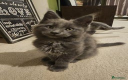 Maine Coon cats for sale: Pure Maine Coons – European Lines - Advert 7