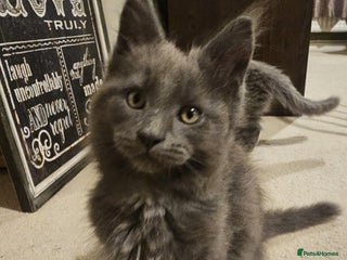 Maine Coon cats Pure Maine Coons – European Lines - Advert 6