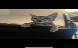 Bengal cats for sale: Female bengal needing her forever home  - Advert 12