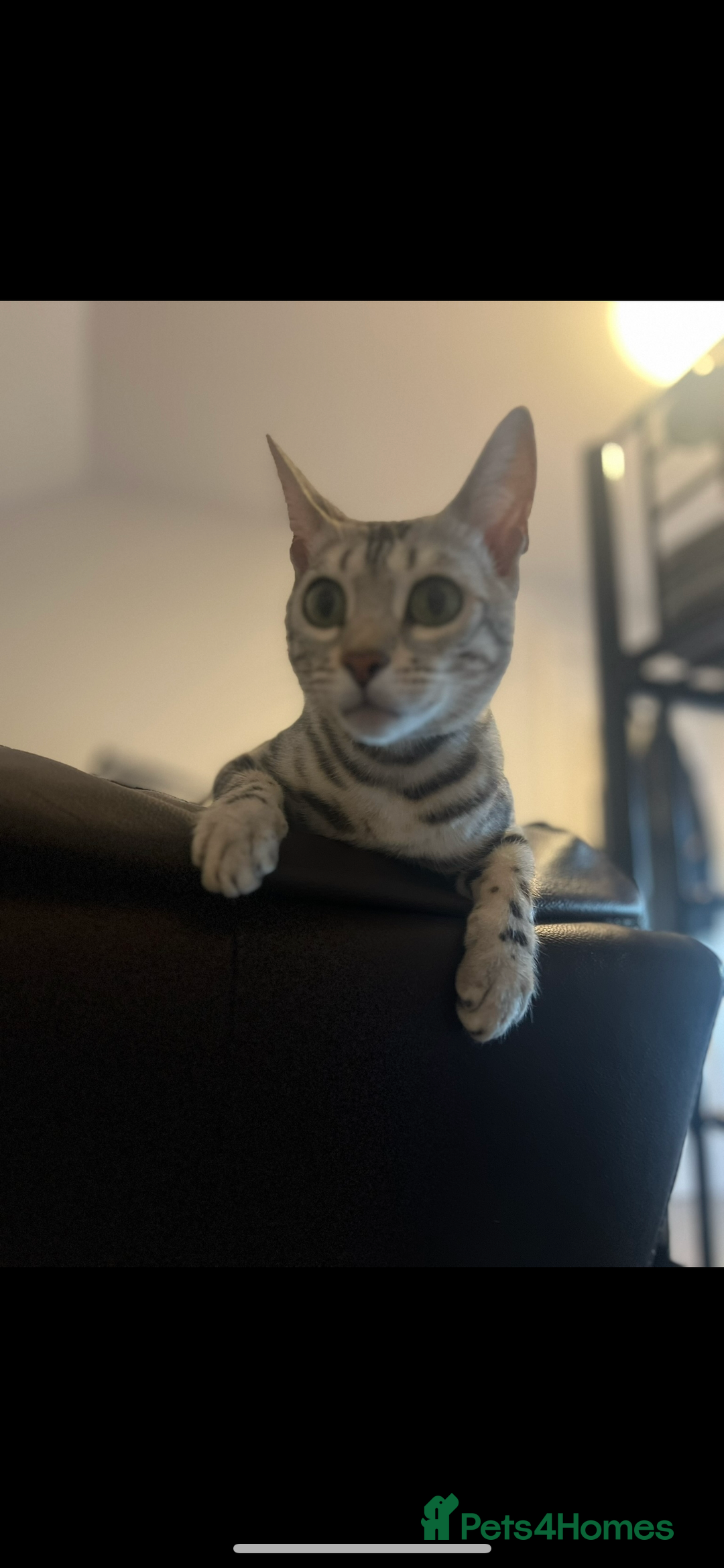 Bengal cats for sale: Female bengal needing her forever home  - Advert 12