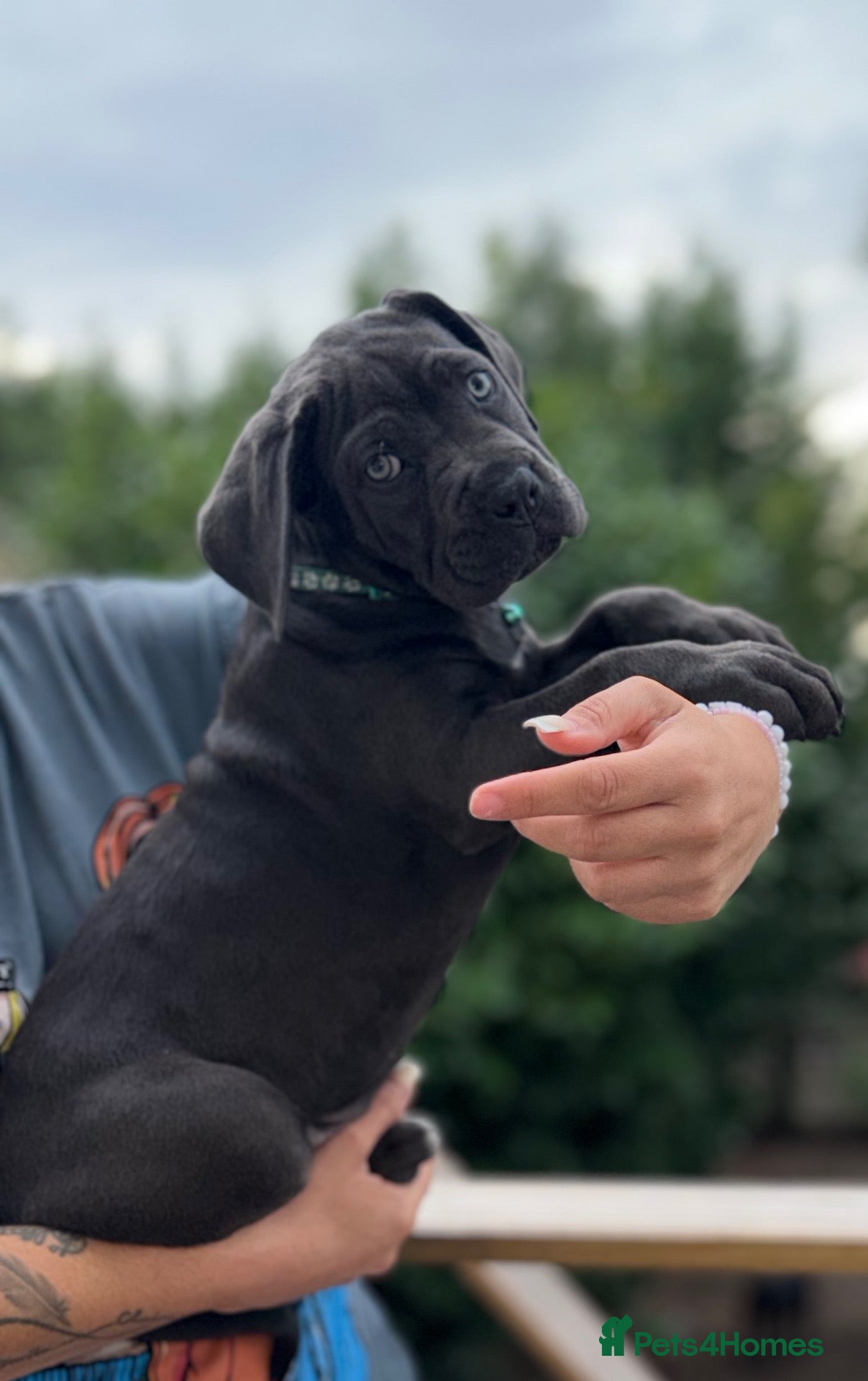 Cane Corso dogs 🐾 Balestra Magica Corso – Litter “K” 🐾 IKC/FCI - Advert 2