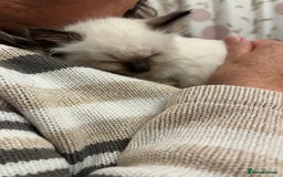 Ragdoll cats for sale:  Last stunning GCCF ragdoll girl - Image 9