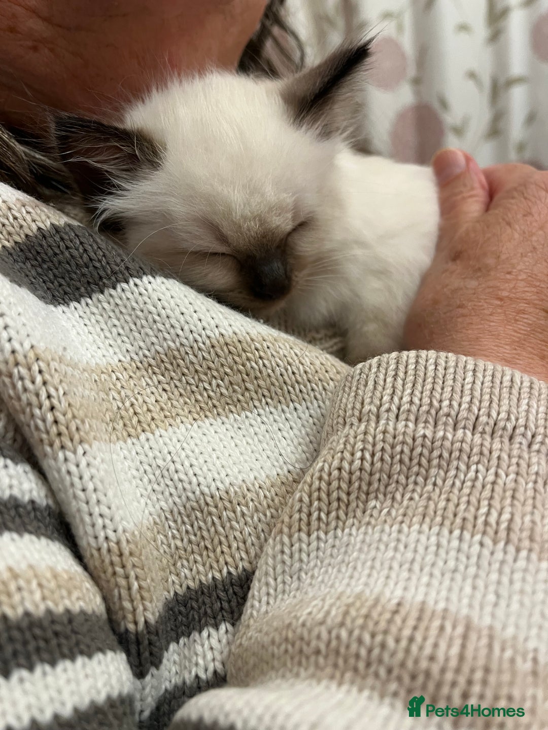 Ragdoll cats for sale:  Last stunning GCCF ragdoll girl - Image 9