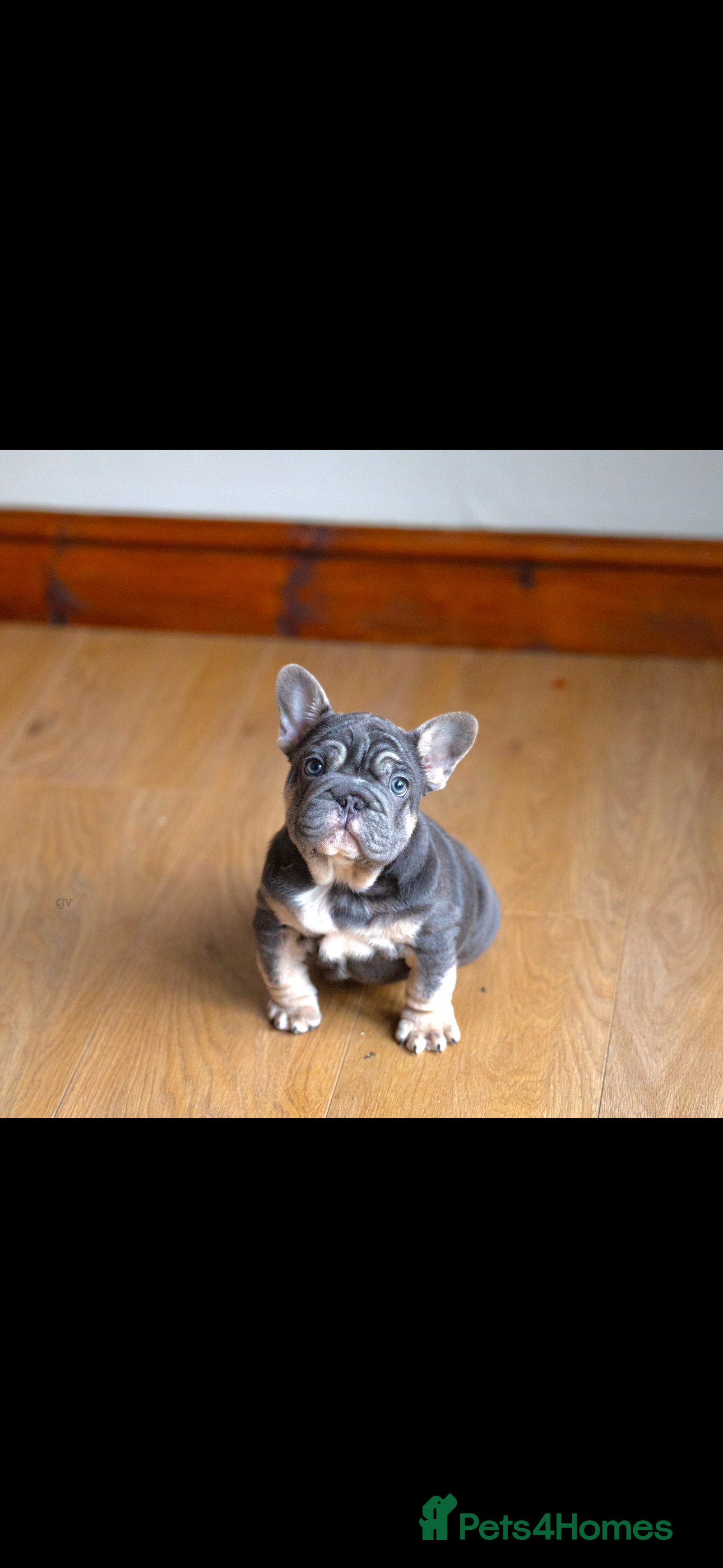 French Bulldog dogs High quality french bulldogs  - Advert 18