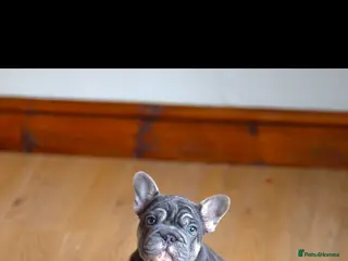 French Bulldog dogs High quality french bulldogs - Advert 7