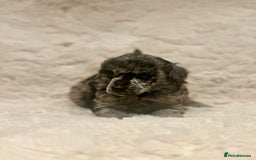 Miniature Poodle dogs for sale: Miniature poodle puppies  - Image 22