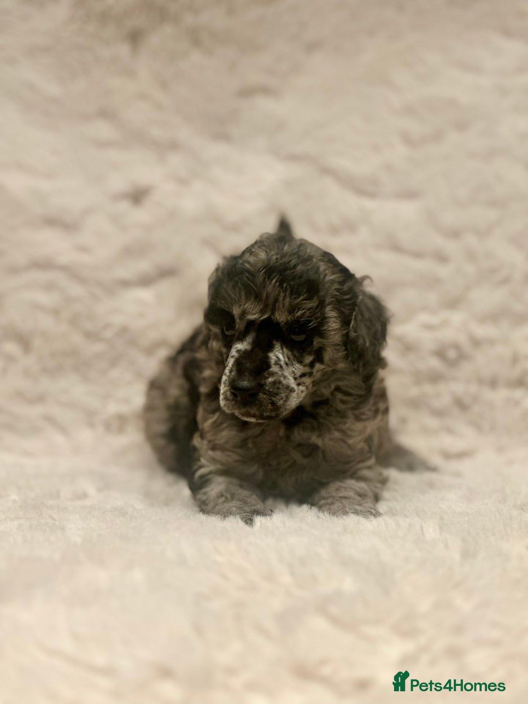 Miniature Poodle dogs for sale: Miniature poodle puppies  - Image 22