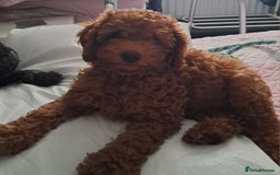 Toy Poodle dogs for sale: Red Toy poodle girl - Image 1