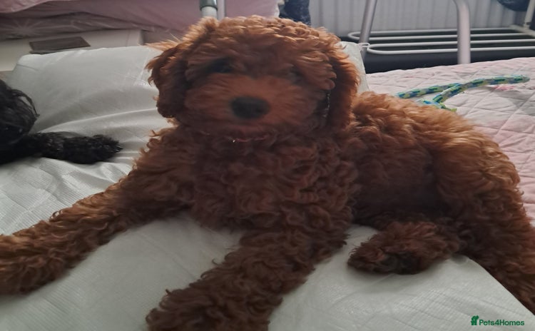 Toy Poodle dogs - Advert 2