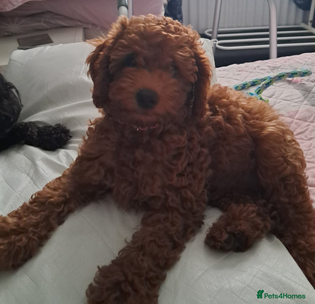 Toy Poodle dogs for sale: Red Toy poodle girl - Image 1