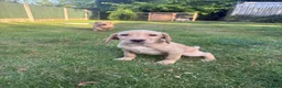 Labrador Retriever dogs for sale: Beautiful KC registered pups ready for their home - Advert 1