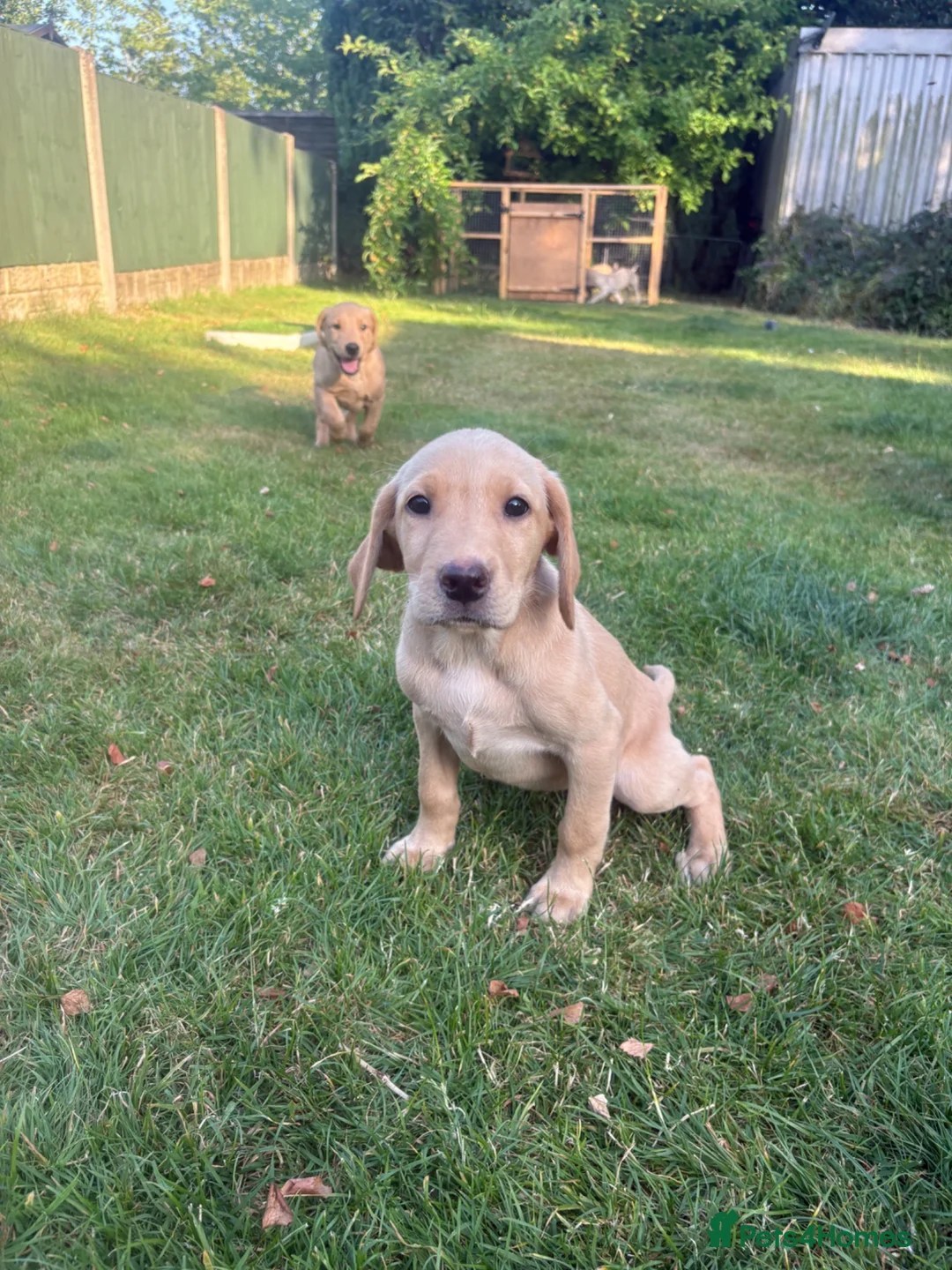 Labrador Retriever dogs for sale: Beautiful KC registered pups ready for their home - Advert 1