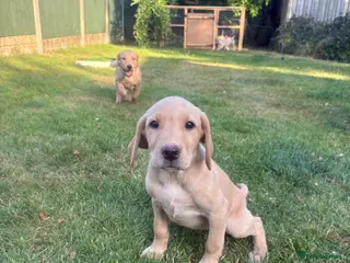 Labrador Retriever dogs Beautiful KC registered pups ready for their home - Advert 2