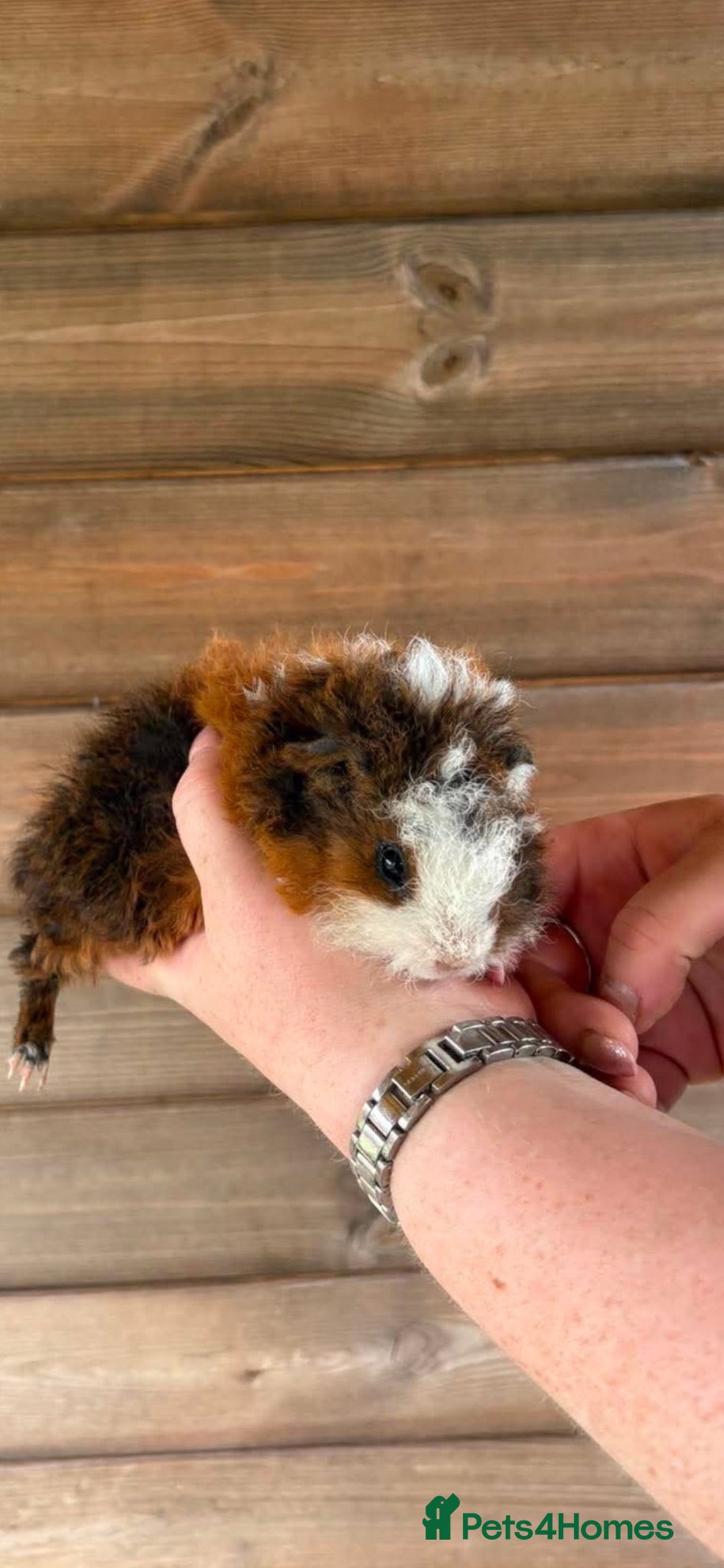 Guinea Pig rodents 2 male longhairs  - Advert 1