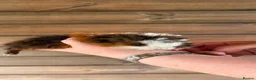 Guinea Pig rodents for sale: 2 male longhairs  - Advert 1