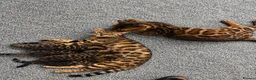 Bengal cats for sale: Stunning Bengal Male Kitten - Very Friendly - Advert 1