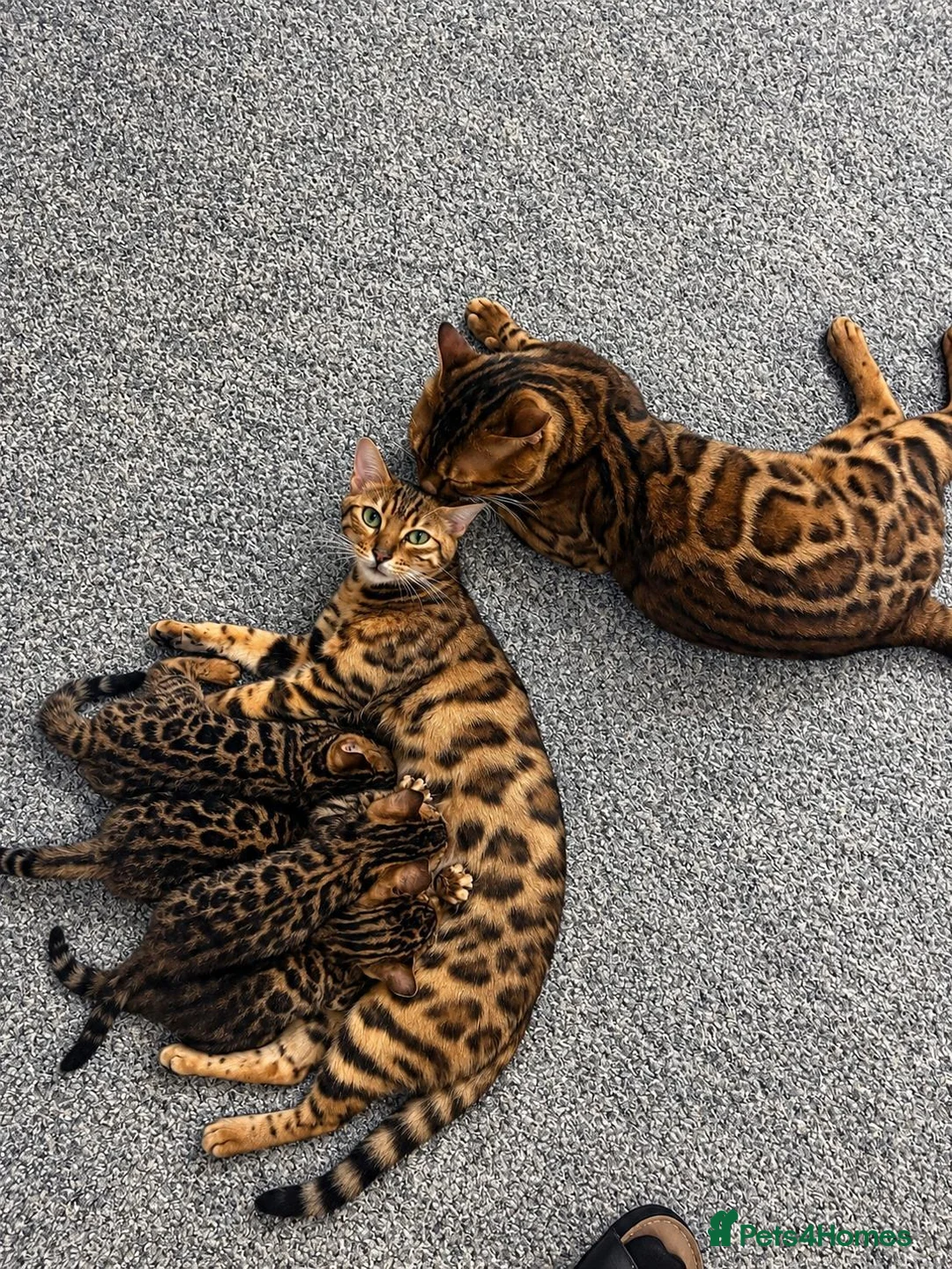 Bengal cats for sale: Stunning Bengal Male Kitten - Very Friendly - Advert 1