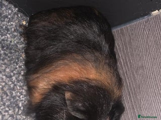 Guinea Pig rodents Beautiful guinea pigs - Advert 18