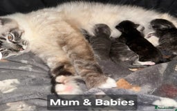 Ragdoll cats for sale: Fluffy Ragdoll X kittens  - Image 6