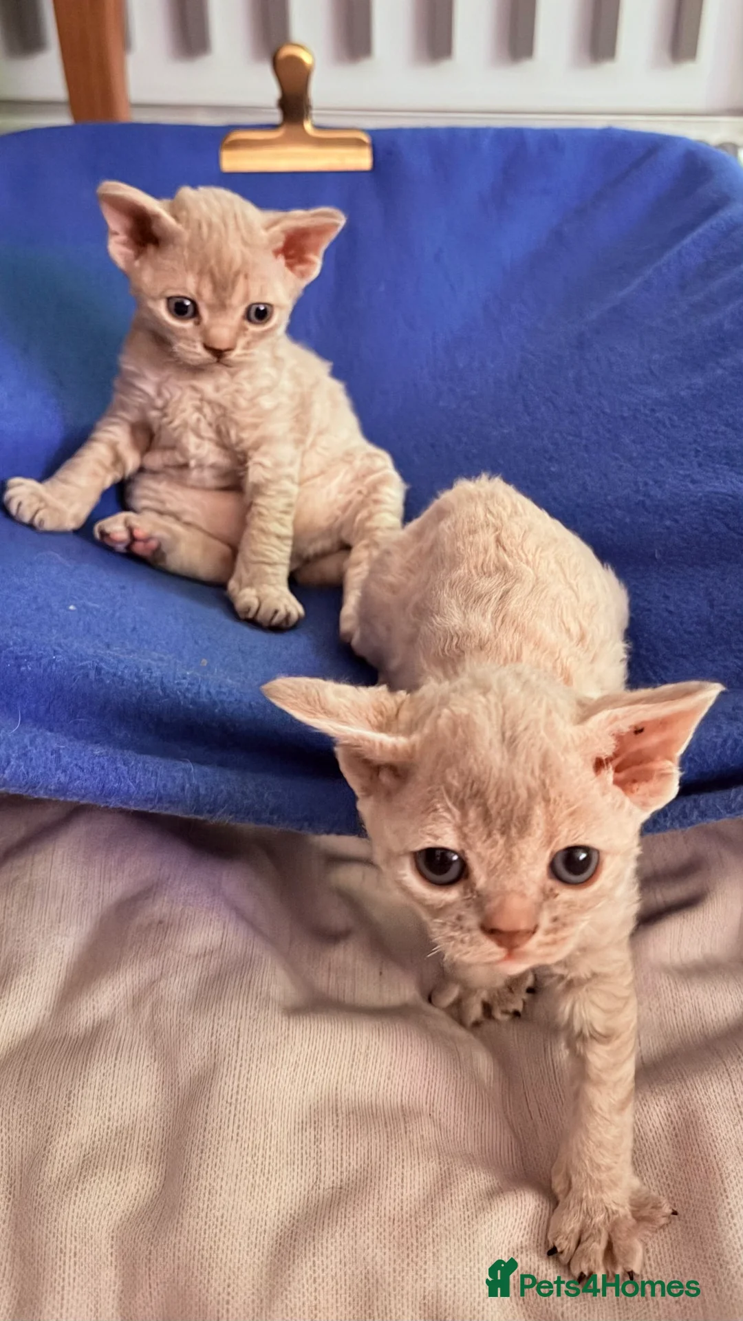 Devon Rex cats for sale: Devon  in London - Advert 2