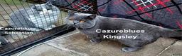 British Shorthair cats for stud: Gccf Active Studs Blue, Lilac, Blue Bi, Cream Bi - Advert 21