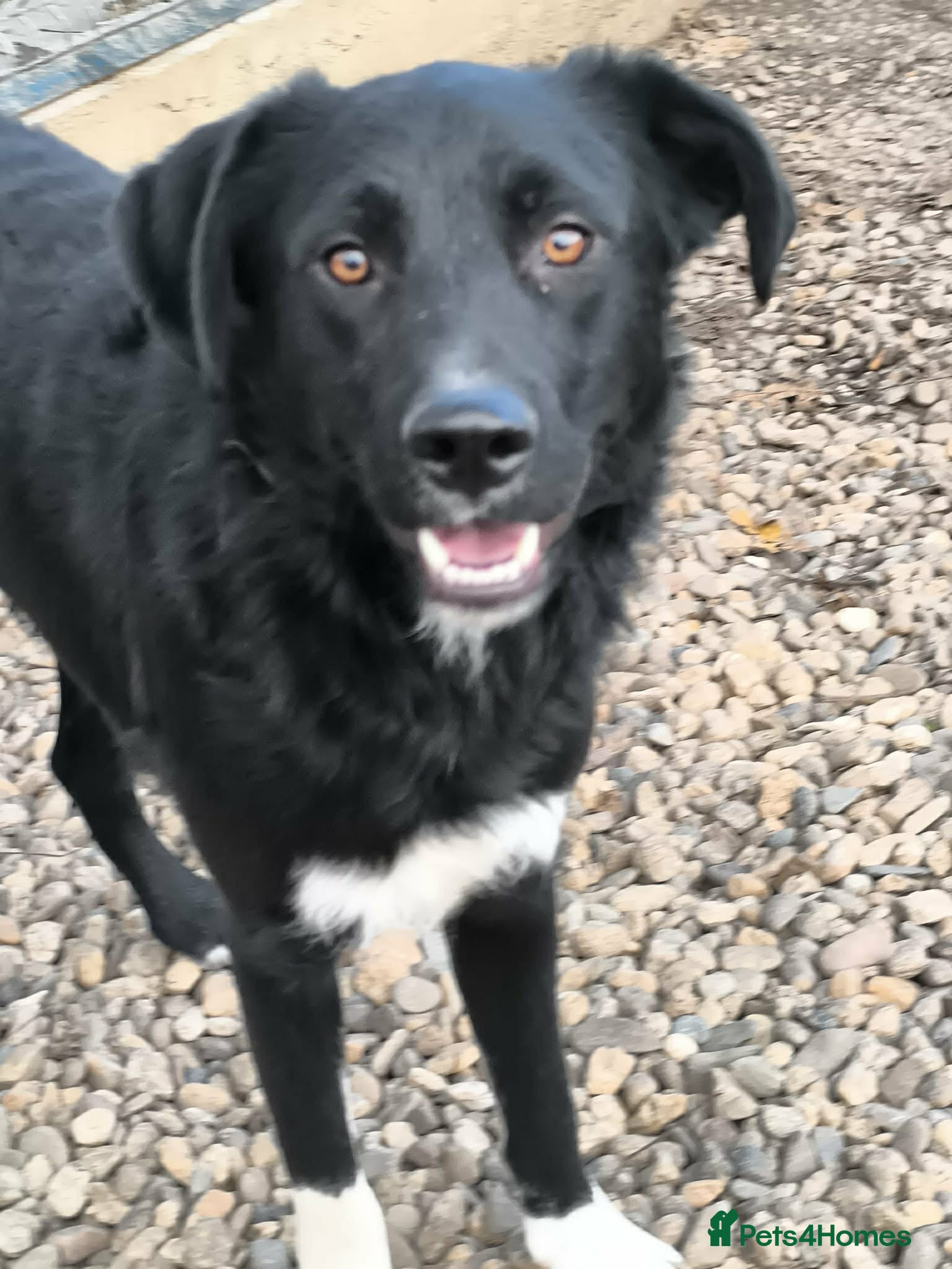 Mixed Breed dogs Bandit  - Advert 7