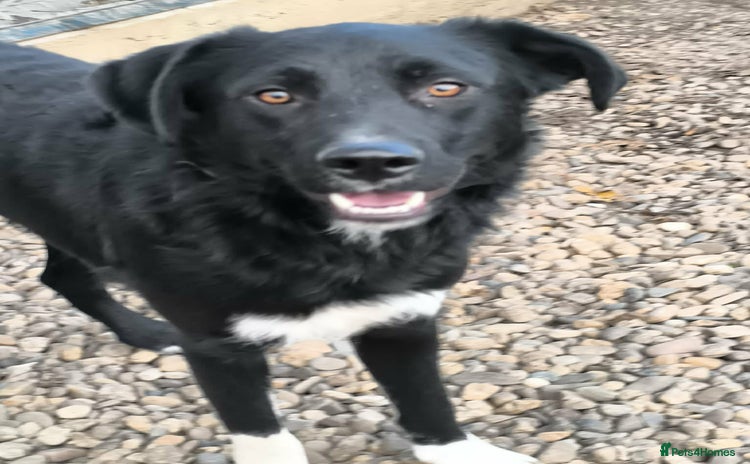 Mixed Breed dogs Bandit  - Advert 1