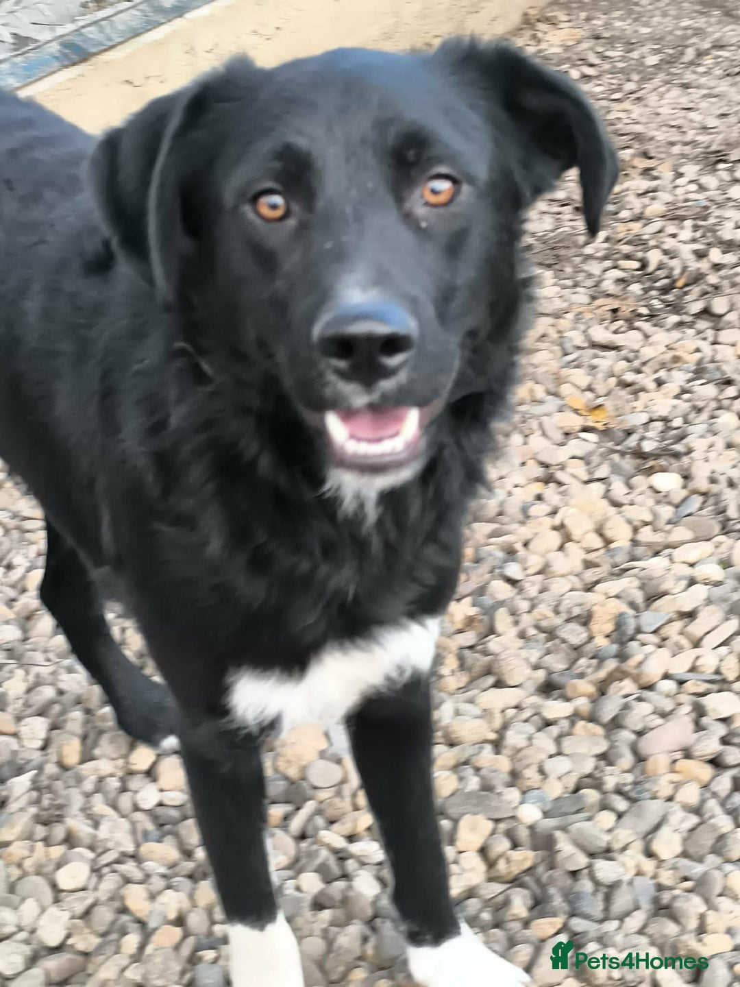 Mixed Breed dogs for adoption: Bandit  - Advert 1