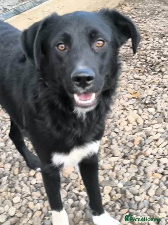 Mixed Breed dogs Bandit - Advert 2