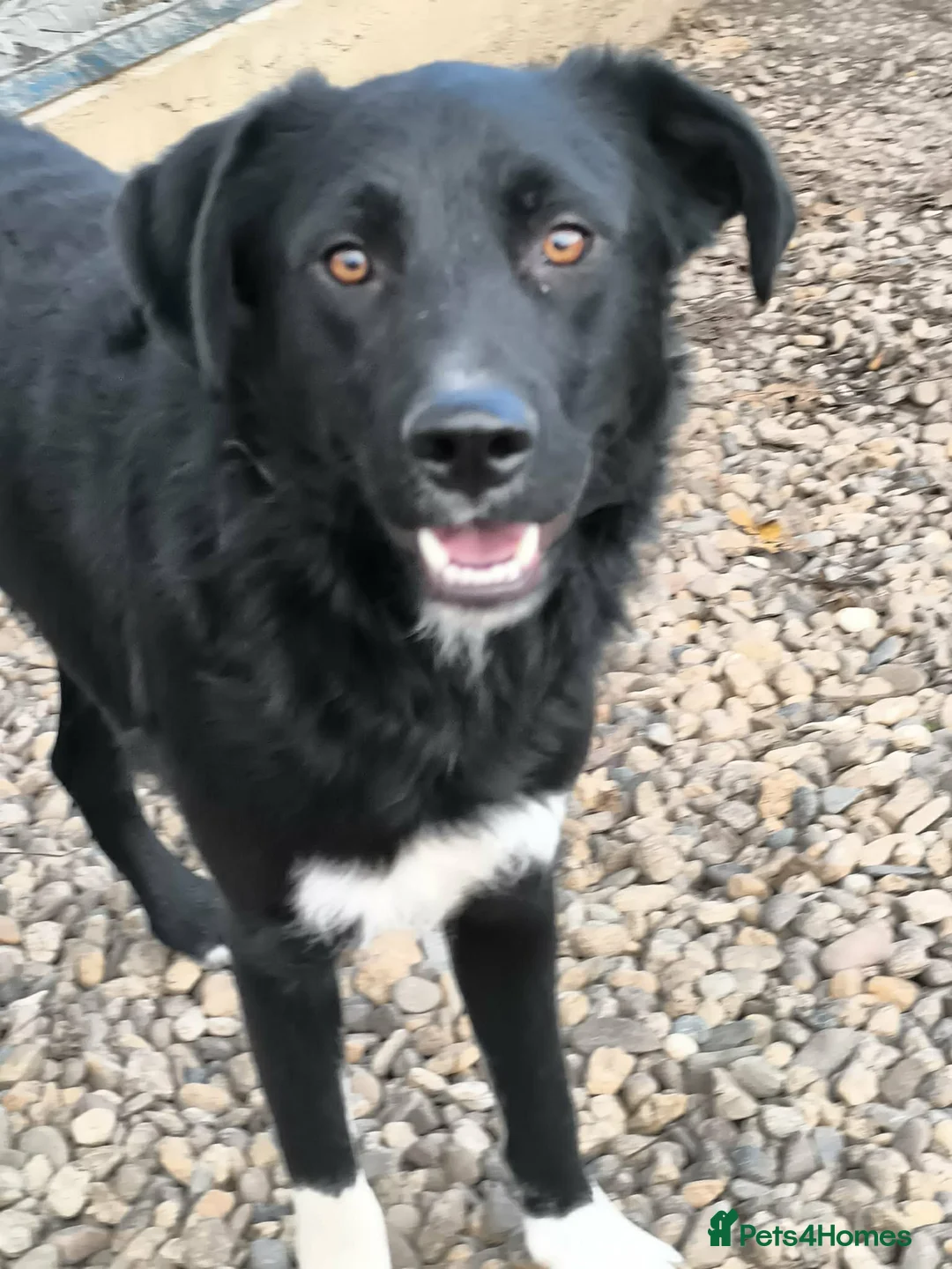 Mixed Breed dogs for adoption: Bandit  - Advert 1