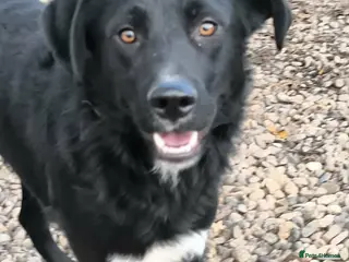 Mixed Breed dogs Bandit - Advert 1