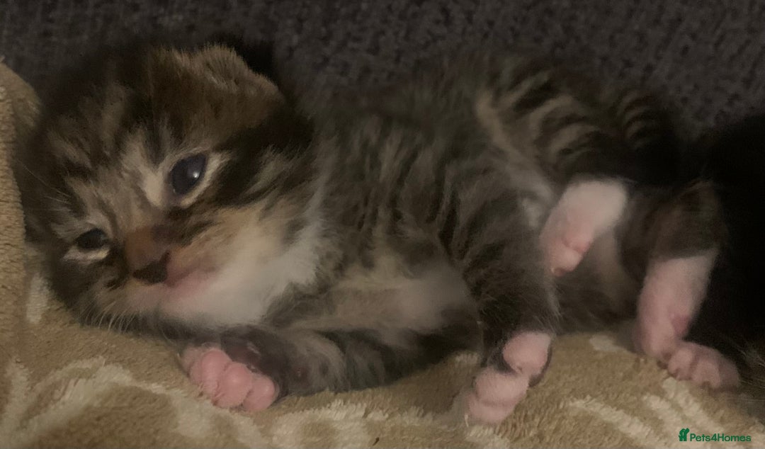 Mixed Breed cats for sale: Beautiful litter of kittens for sale  - Advert 8