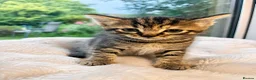 Mixed Breed cats for sale: Kittens -1  female & 1 male Tabby  in Tiverton - Advert 3