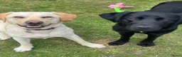 Labrador Retriever dogs for sale: Two beautiful Labrador girls 2&3yos in Worcester - Advert 5