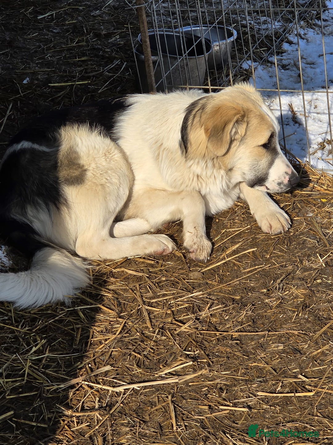 Mixed Breed dogs for adoption: 🐾 TEDDY - Big, Gentle & Full of Quiet Love 🤍🐶 - Advert 3