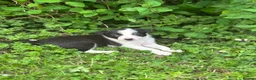 Border Collie dogs for sale: Working Border collie puppies  - Advert 23