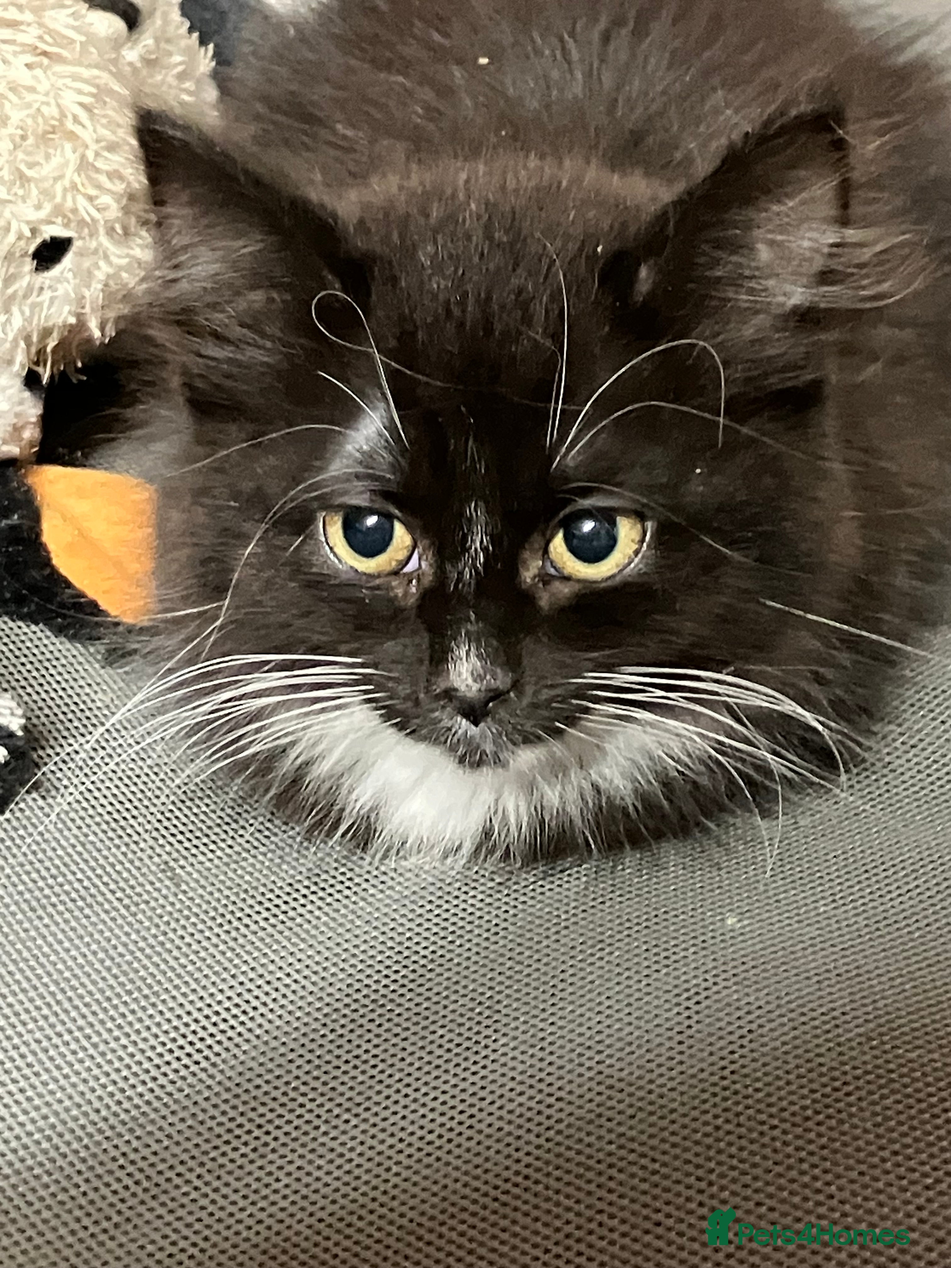 Mixed Breed cats Fluffy kittens 1 left substantial price reduction - Advert 24