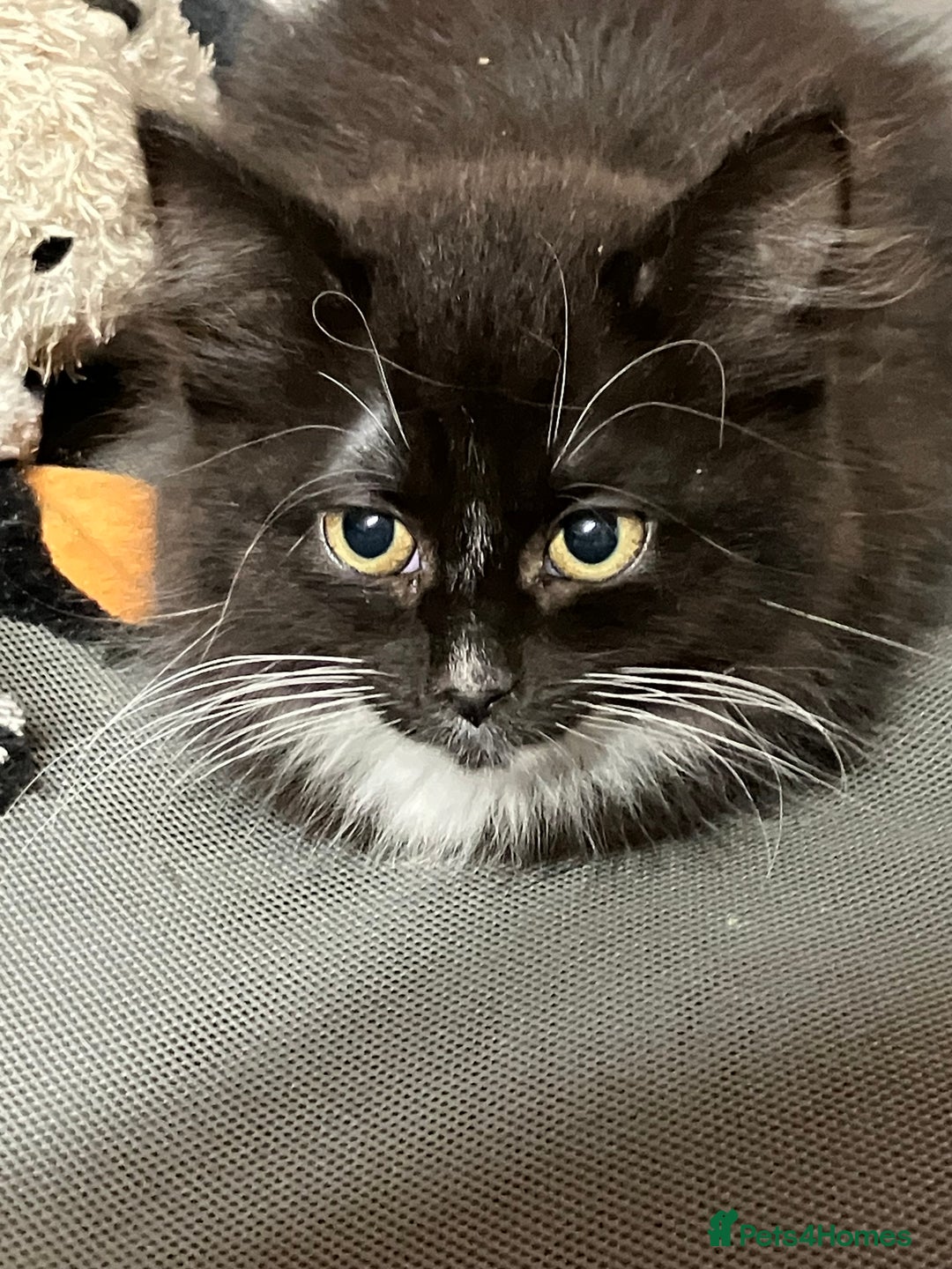 Mixed Breed cats for sale: Fluffy kittens ALL REHOMED - Advert 1