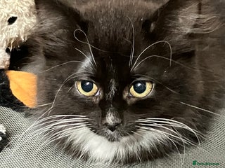 Mixed Breed cats Fluffy kittens 1 left substantial price reduction - Advert 5